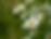 Daisy Flowers