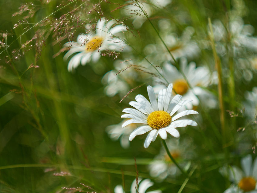 Fleurs de marguerite