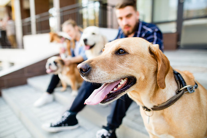People and dogs