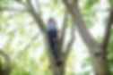 Young male trainee tree surgeon looking up from tree trunk