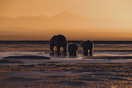 Ours polaires au coucher du soleil