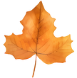 Orange Autumn Leaf