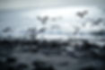 Birds by the Water