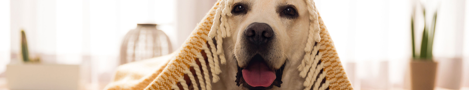 Cute Dog