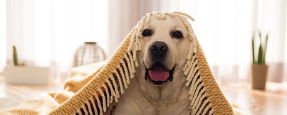 Cute Dog