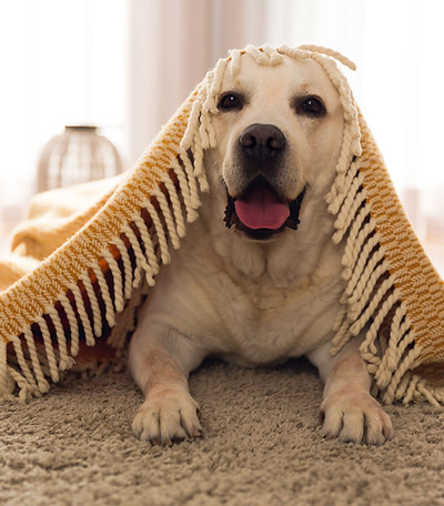 Cute Dog