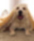 Chien sous un tapis