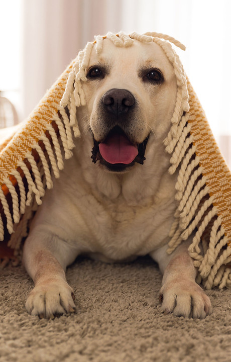 Cute Dog