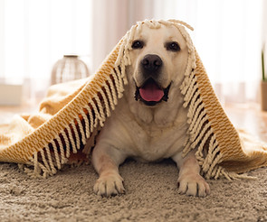 Fringe repair on carpets