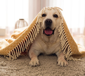 Süßer Hund