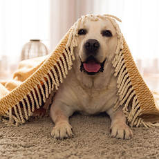 Cute Dog