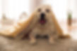 Cute Dog