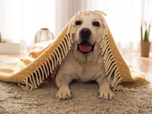 Elegance and Warmth: Merino Wool Blankets Unveiled