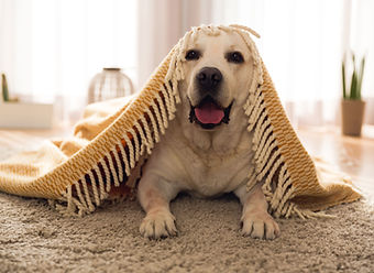 Cute Dog