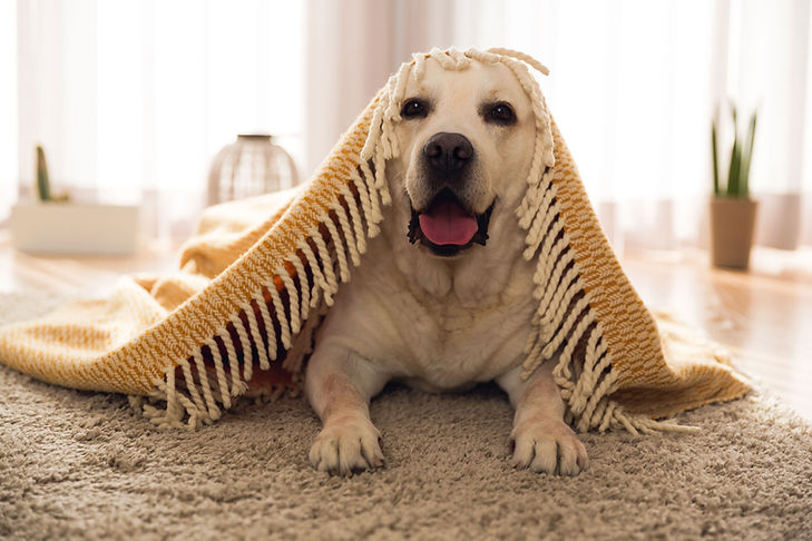 Süßer Hund