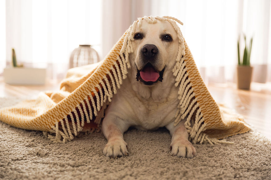 Chien sous un tapis