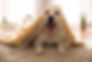 Cute Dog
