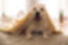 Gifts, Homeware, Greeting cards, evrything for your dog, cat, small animals