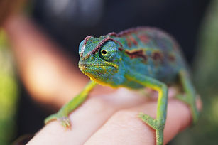 Reptile Still
