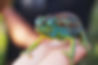 Colorful Chameleon Close-Up