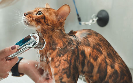 Having a Bath