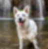 Wet dog in water