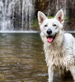 Wet dog in water