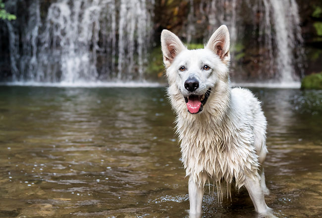 Wet dog in water