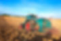 Blue tractor sowing in field