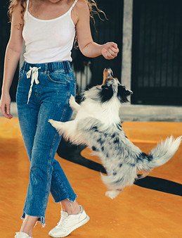 Dog Tricks