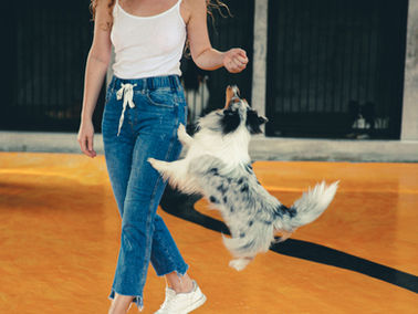 Brincar é Preciso: Como Atividades Lúdicas Melhoram a Saúde Mental dos Pets