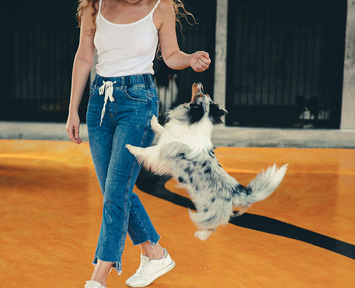 Dog Tricks