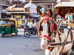 ADHD,Paarden met oogkleppen en wetenschap