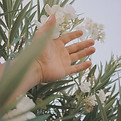 Hand Touching Flowers