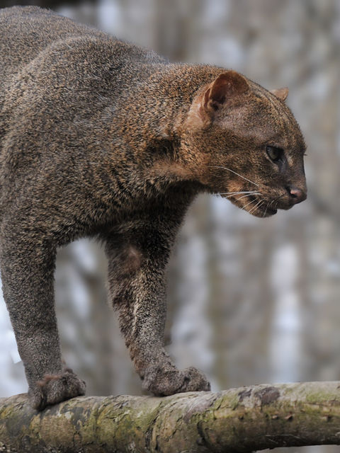 Rescatan a dos pumas yaguarundí que eran tratados como gatos domésticos en Quindío