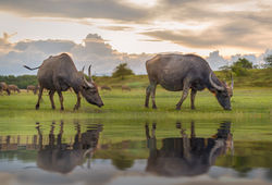 A herd of buffaloes