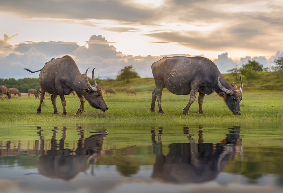 Un troupeau de buffles