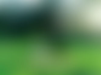 Wellness in Wesley Chapel