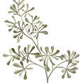 Botanical Illustration