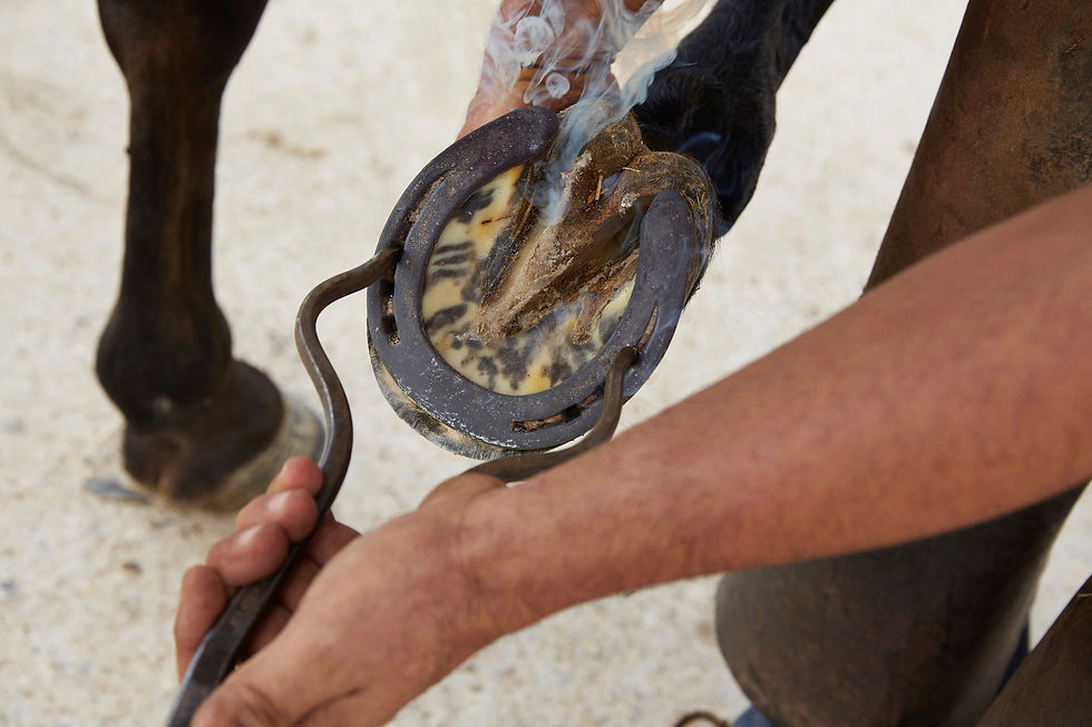 Person using a hoof pick tool to clean a horse's hoof