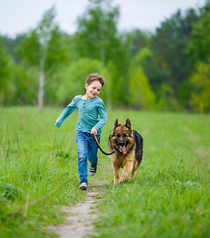 Board and train dog training Charlotte NC