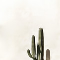 Minimalist Cactus Photography