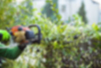 Cutting hedge with power tools