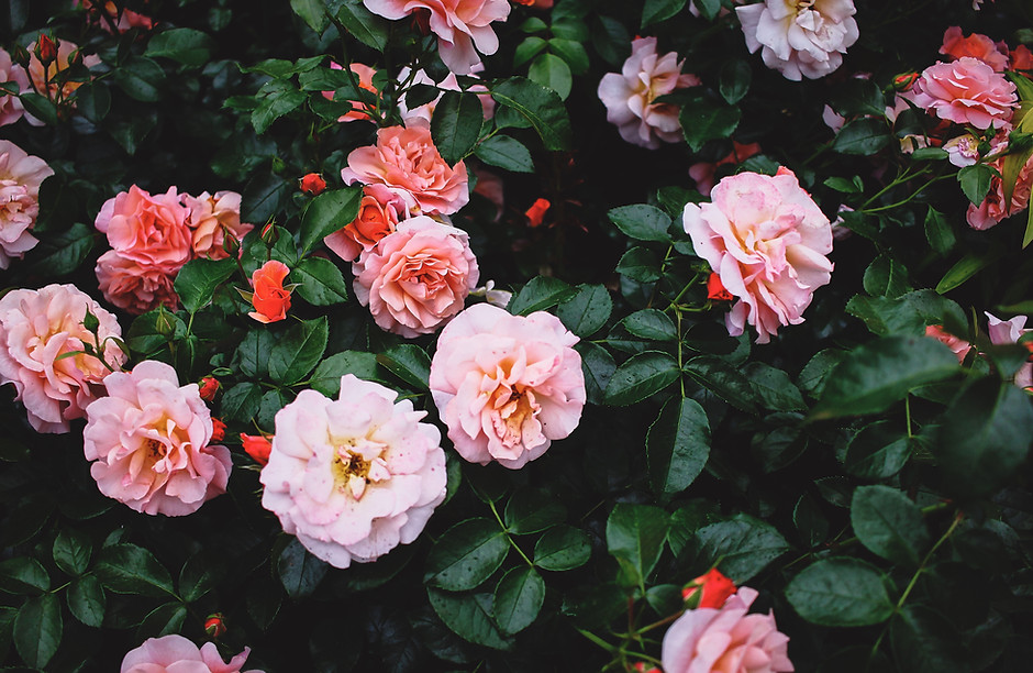 花の茂み