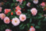 Rose Blossom