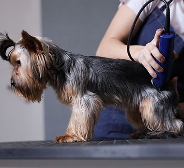 Dog Grooming