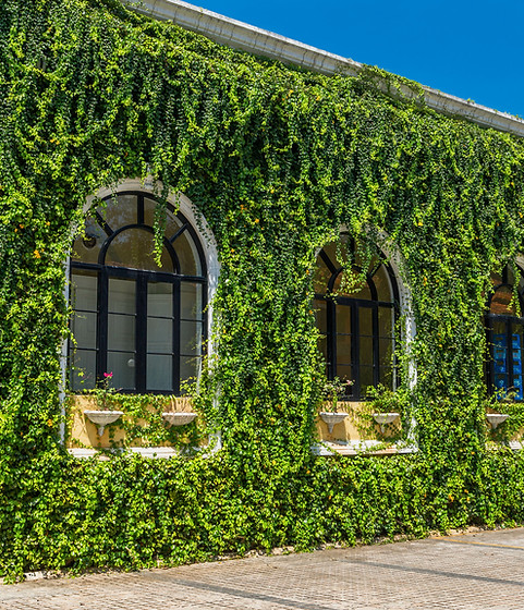 Un seul étage avec des fenêtres cintrées couvertes de vigne