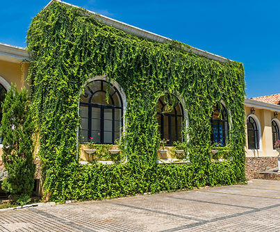 A single-storey with arched windows covered with vine tree