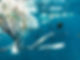 Sea Pollution