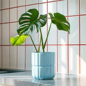 Monstera Plant Vase